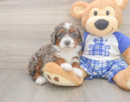 7 week old Mini Bernedoodle Puppy For Sale - Simply Southern Pups