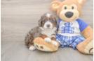 Smart Mini Bernedoodle Poodle Mix Pup