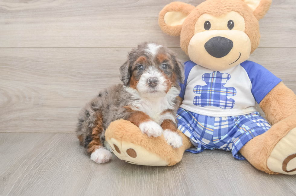 5 week old Mini Bernedoodle Puppy For Sale - Simply Southern Pups