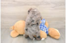 Small Mini Bernedoodle Baby