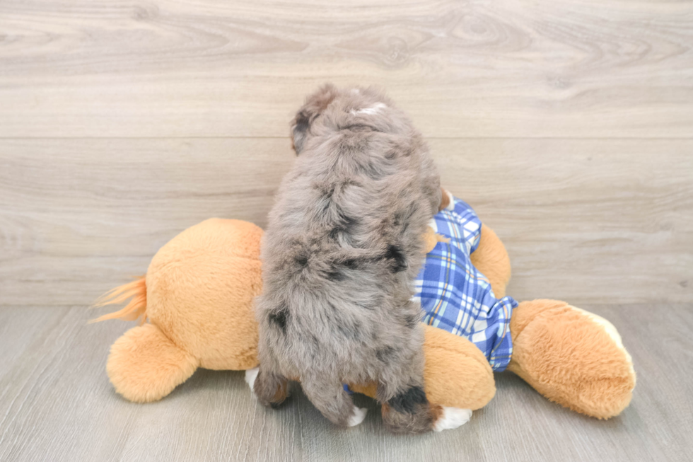 Small Mini Bernedoodle Baby