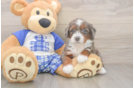 Best Mini Bernedoodle Baby