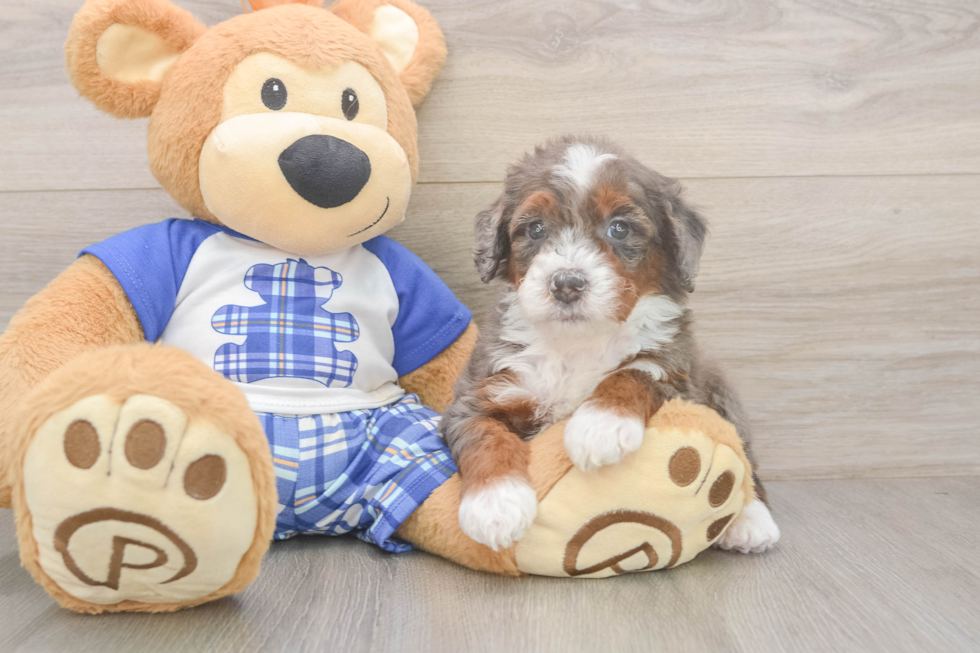 Best Mini Bernedoodle Baby