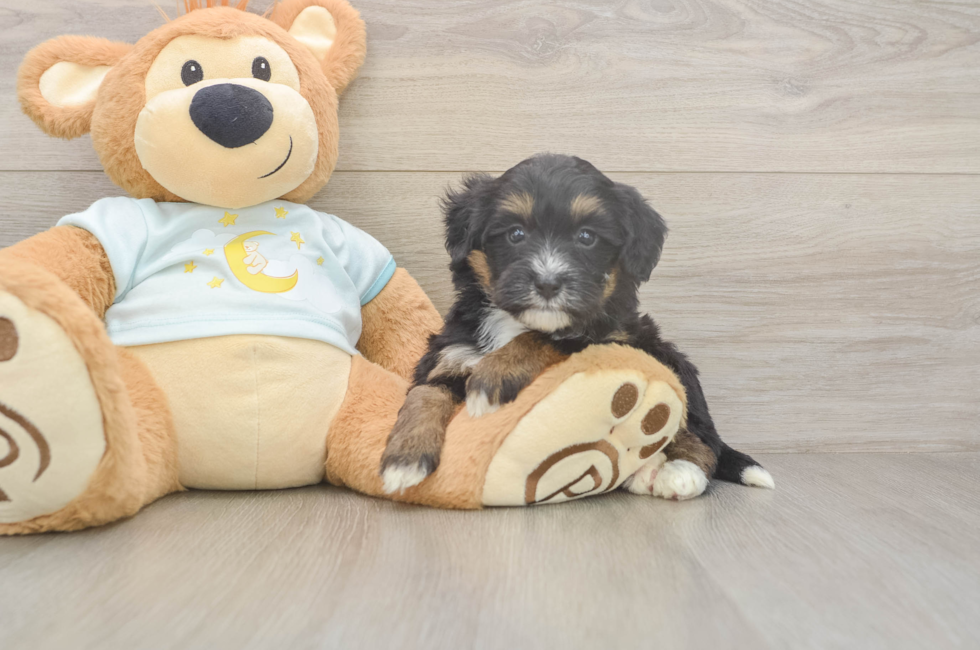 5 week old Mini Bernedoodle Puppy For Sale - Simply Southern Pups