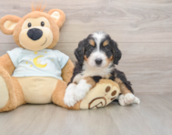 6 week old Mini Bernedoodle Puppy For Sale - Simply Southern Pups