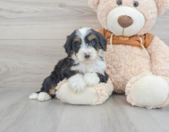 8 week old Mini Bernedoodle Puppy For Sale - Simply Southern Pups