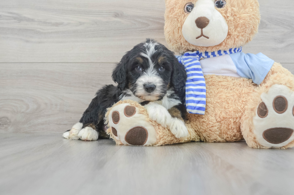 5 week old Mini Bernedoodle Puppy For Sale - Simply Southern Pups