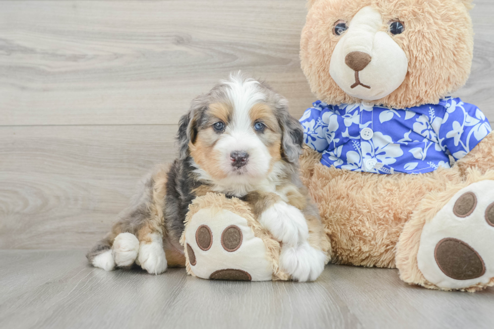 Mini Bernedoodle Puppy for Adoption