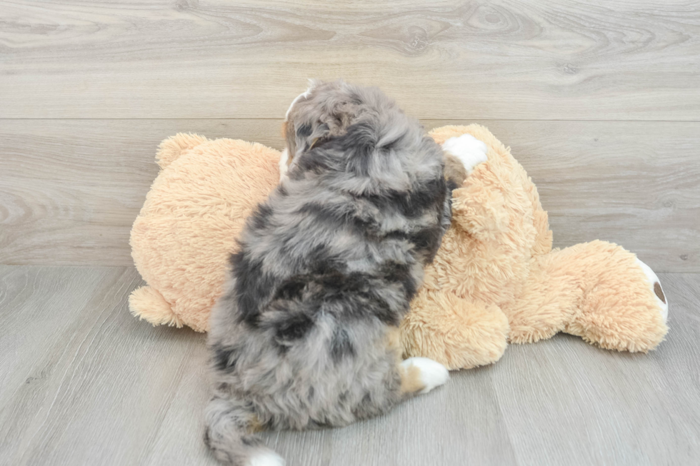 Mini Bernedoodle Pup Being Cute