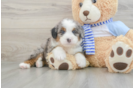 Best Mini Bernedoodle Baby