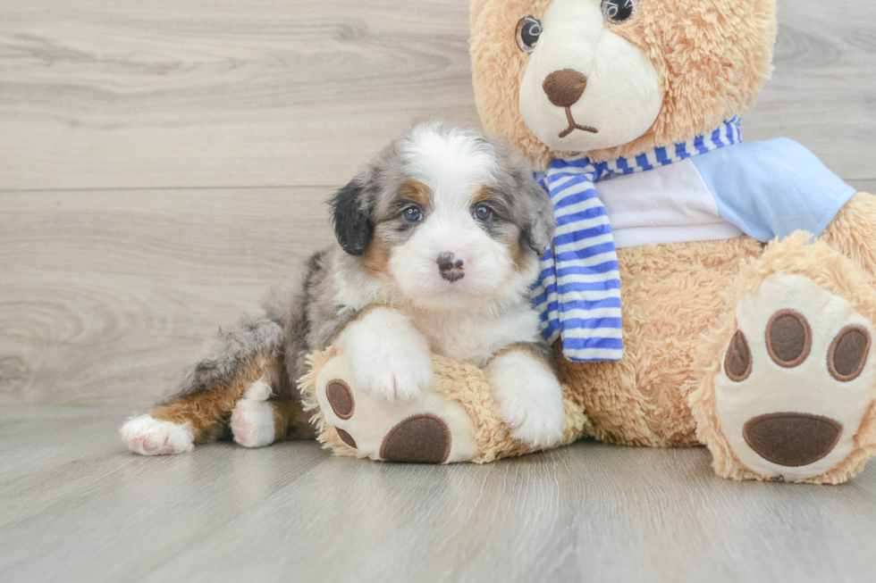 Best Mini Bernedoodle Baby