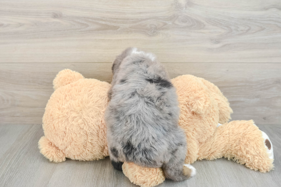 Mini Bernedoodle Pup Being Cute