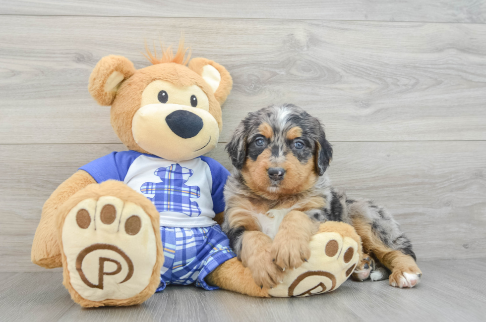 5 week old Mini Bernedoodle Puppy For Sale - Simply Southern Pups