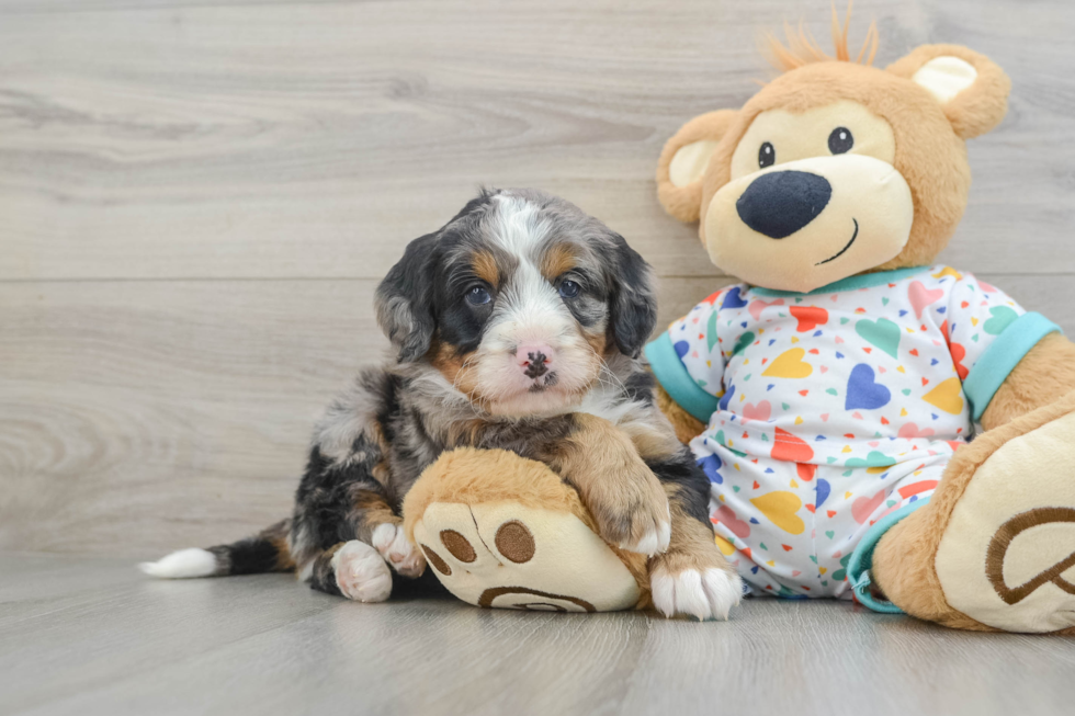 Playful Mini Bernesedoodle Poodle Mix Puppy