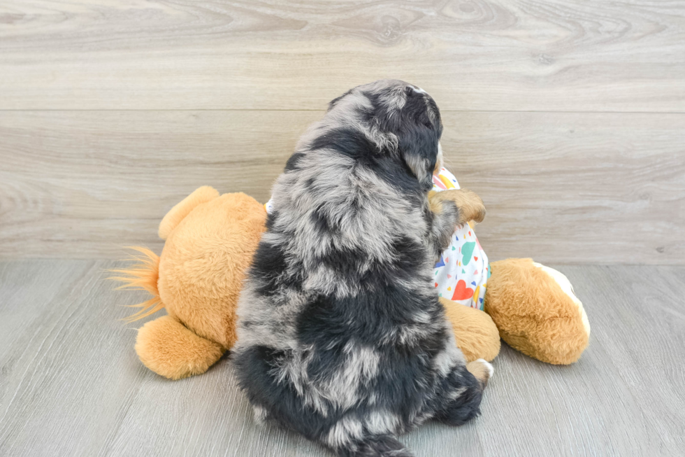 Sweet Mini Bernedoodle Baby