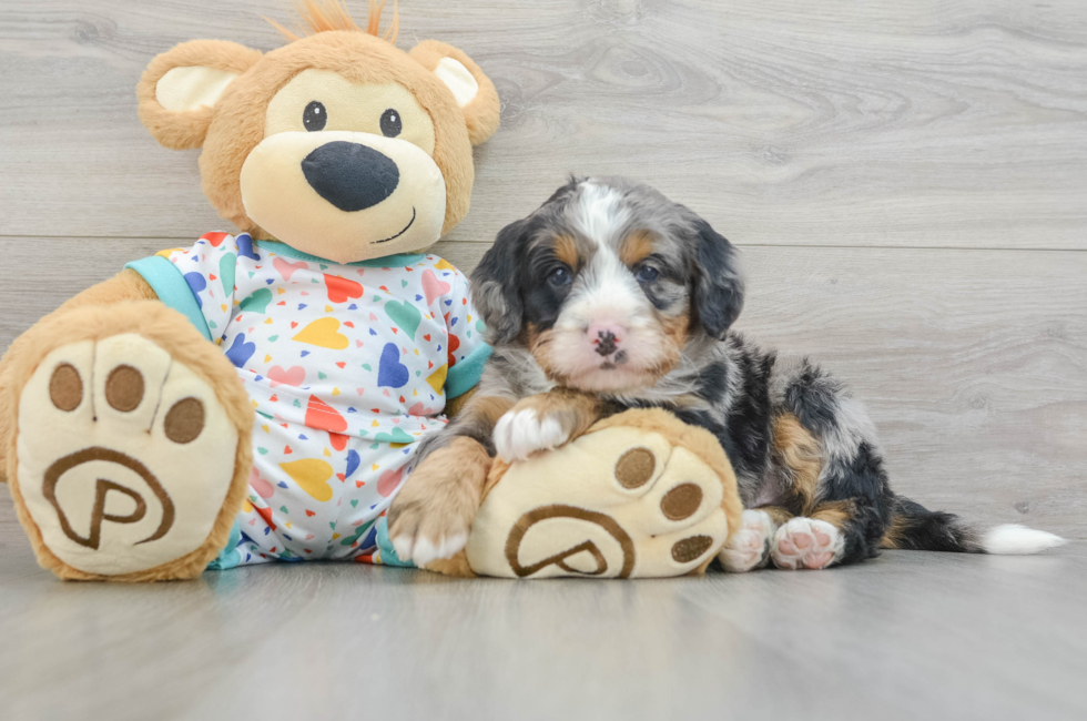 5 week old Mini Bernedoodle Puppy For Sale - Simply Southern Pups