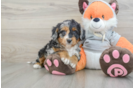 Best Mini Bernedoodle Baby