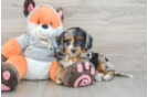 Hypoallergenic Mini Bernepoo Poodle Mix Puppy