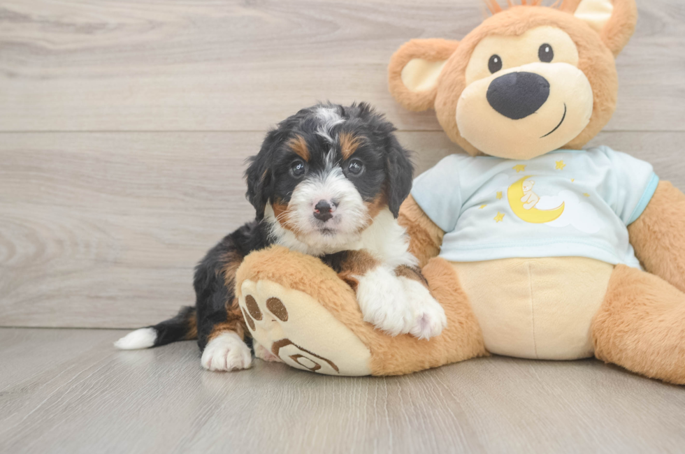 6 week old Mini Bernedoodle Puppy For Sale - Simply Southern Pups
