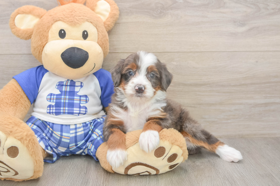 5 week old Mini Bernedoodle Puppy For Sale - Simply Southern Pups
