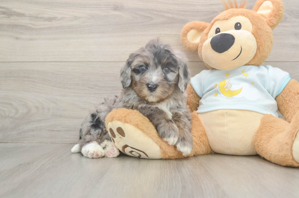 5 week old Mini Bernedoodle Puppy For Sale - Simply Southern Pups
