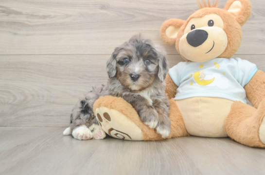 Happy Mini Bernedoodle Baby