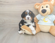 6 week old Mini Bernedoodle Puppy For Sale - Simply Southern Pups