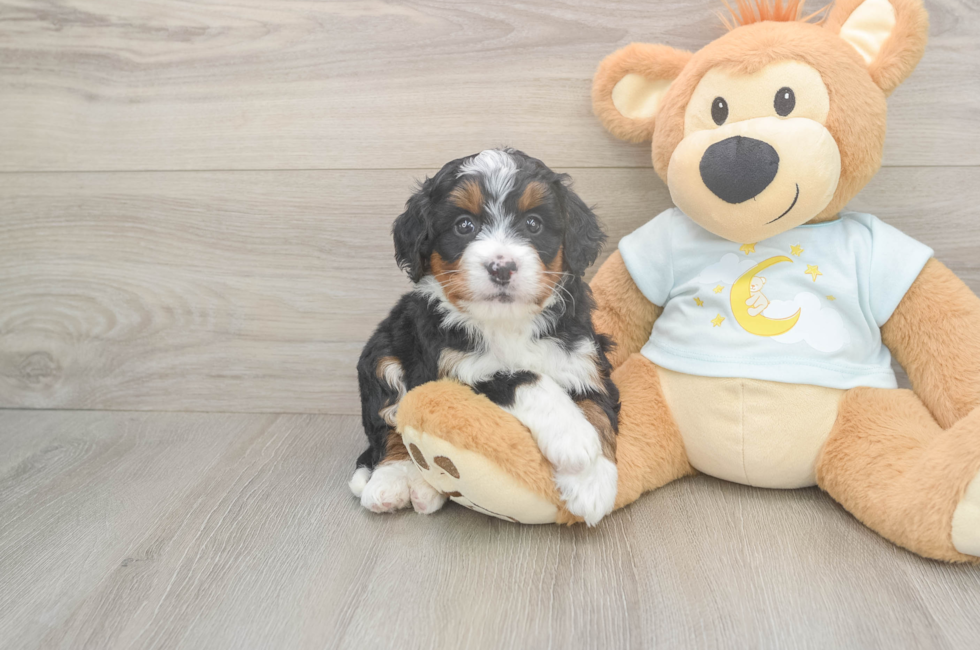 5 week old Mini Bernedoodle Puppy For Sale - Simply Southern Pups