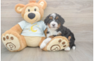 Popular Mini Bernedoodle Poodle Mix Pup