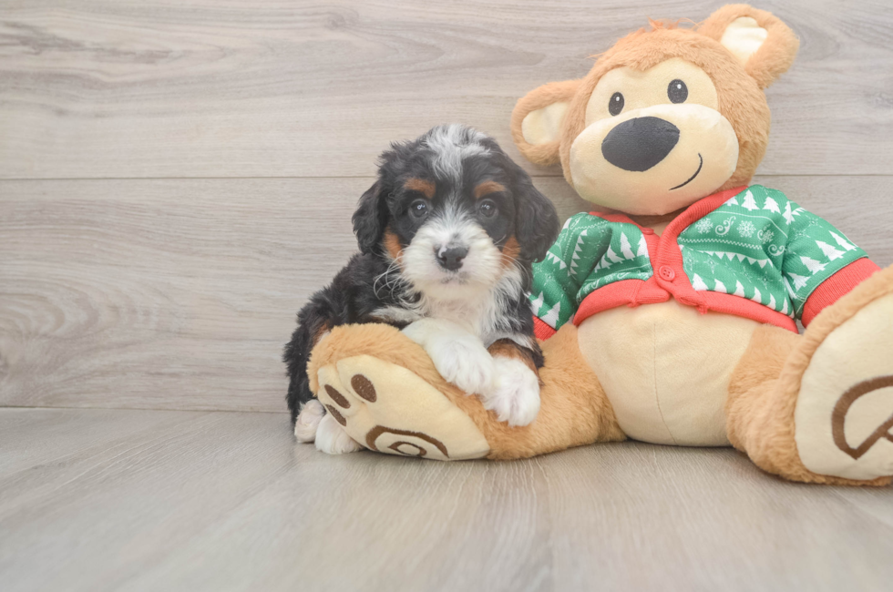 5 week old Mini Bernedoodle Puppy For Sale - Simply Southern Pups