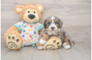 Friendly Mini Bernedoodle Baby