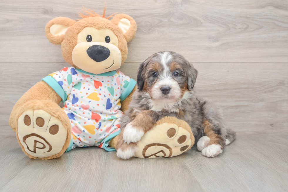 Friendly Mini Bernedoodle Baby