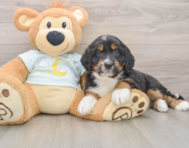 5 week old Mini Bernedoodle Puppy For Sale - Simply Southern Pups