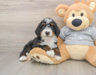 7 week old Mini Bernedoodle Puppy For Sale - Simply Southern Pups