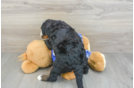 Petite Mini Bernedoodle Poodle Mix Pup