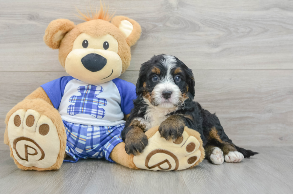 7 week old Mini Bernedoodle Puppy For Sale - Simply Southern Pups