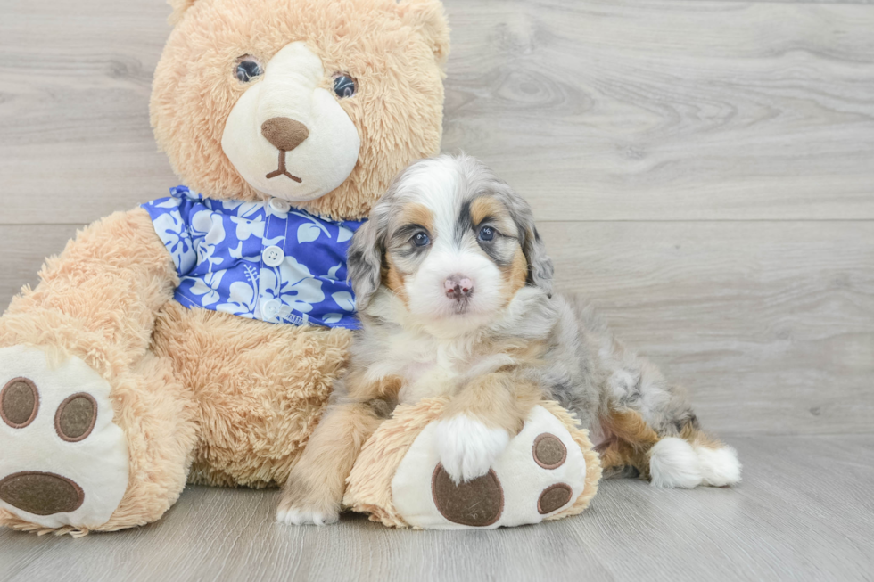 Funny Mini Bernedoodle Poodle Mix Pup