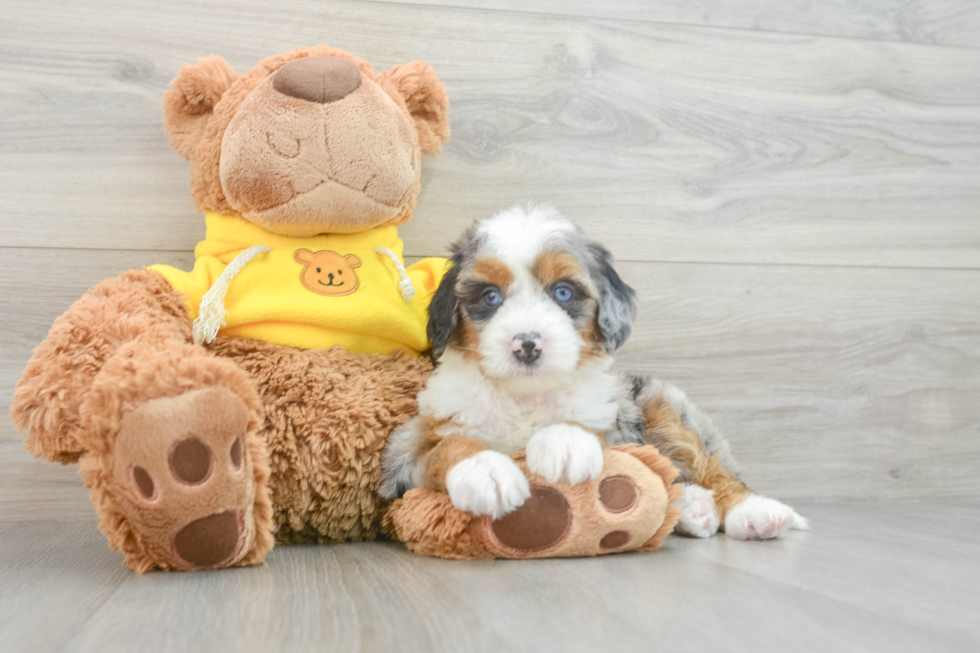 Petite Mini Bernedoodle Poodle Mix Pup