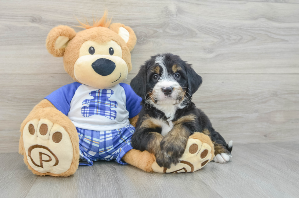 7 week old Mini Bernedoodle Puppy For Sale - Simply Southern Pups