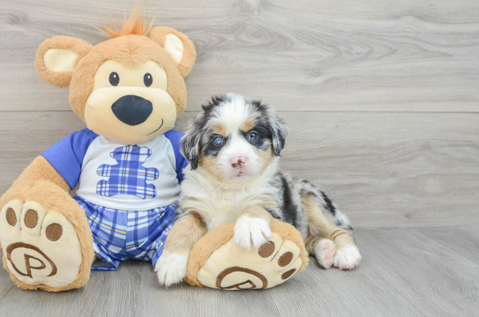 5 week old Mini Bernedoodle Puppy For Sale - Simply Southern Pups