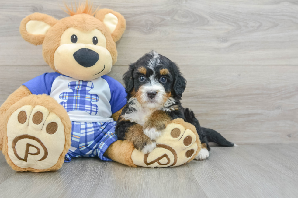 7 week old Mini Bernedoodle Puppy For Sale - Simply Southern Pups