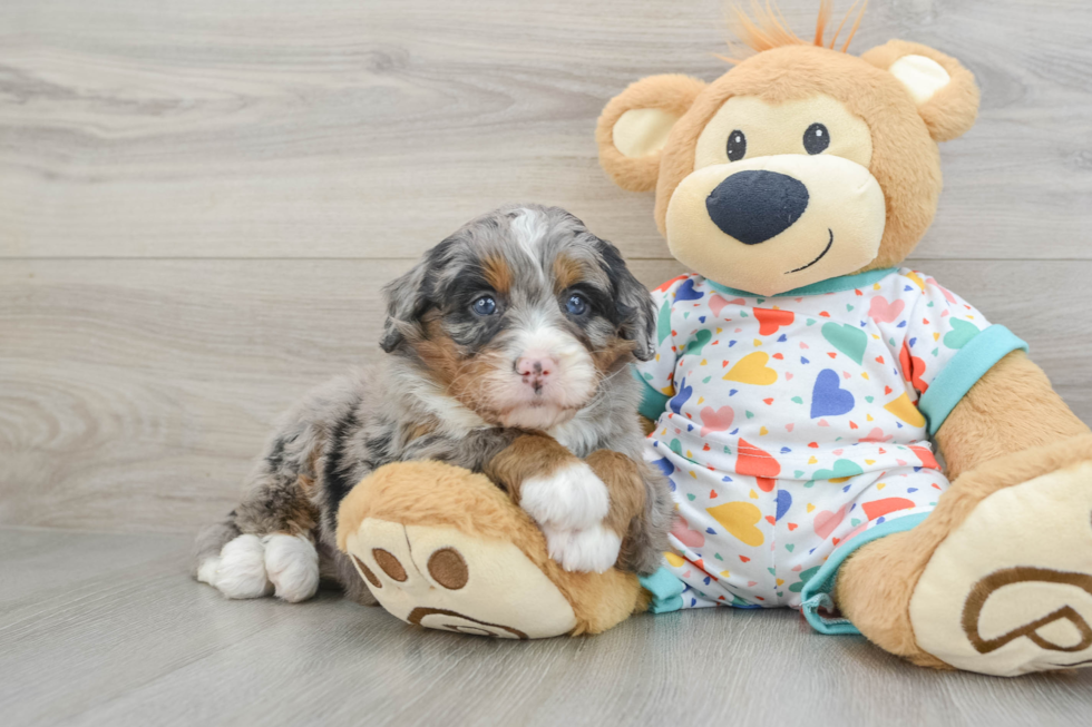 Energetic Mini Bernepoo Poodle Mix Puppy