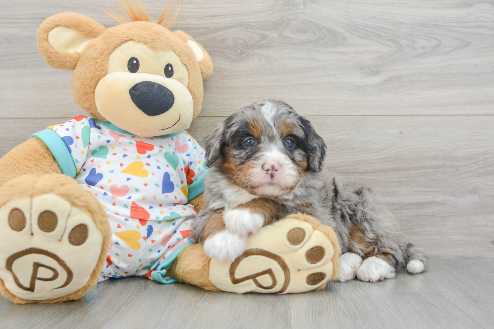 Mini Bernedoodle Pup Being Cute