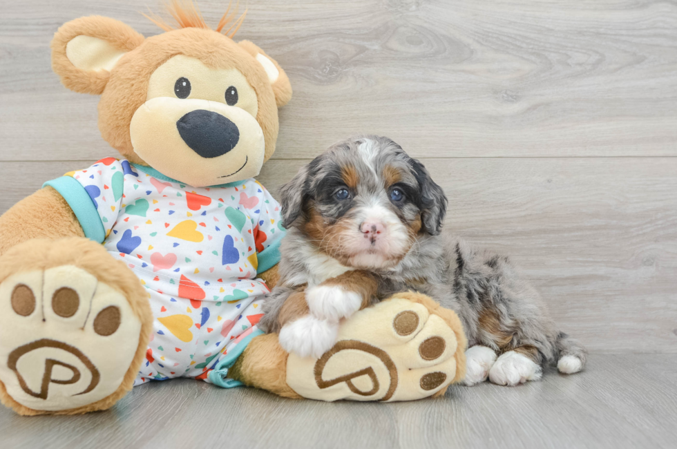 5 week old Mini Bernedoodle Puppy For Sale - Simply Southern Pups