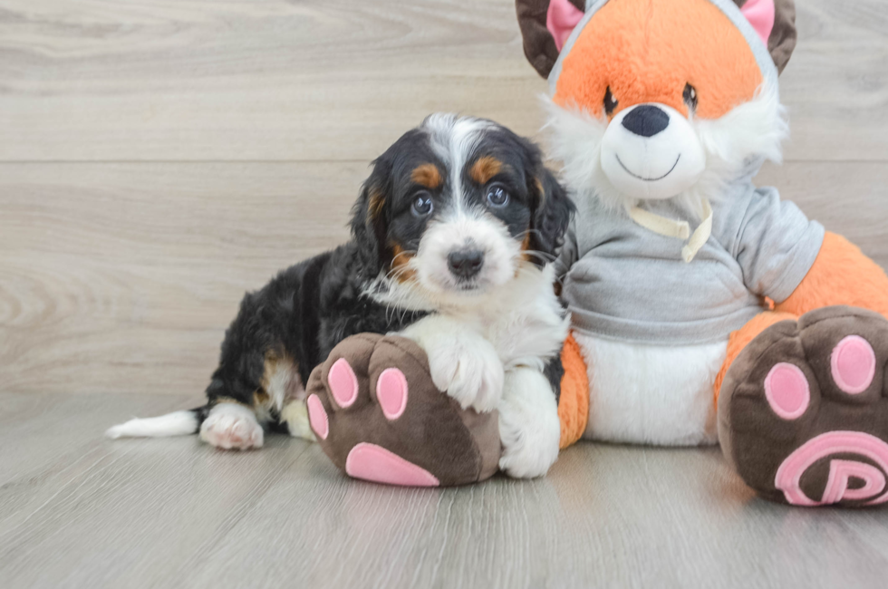7 week old Mini Bernedoodle Puppy For Sale - Simply Southern Pups