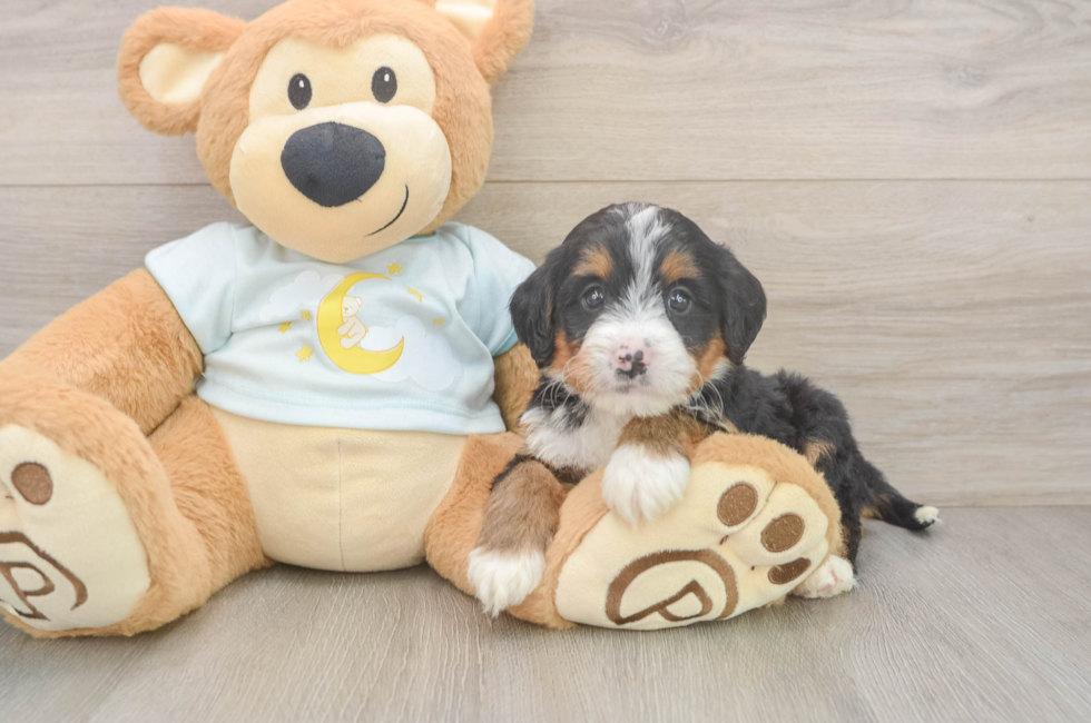 6 week old Mini Bernedoodle Puppy For Sale - Simply Southern Pups