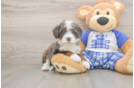 Mini Bernedoodle Pup Being Cute