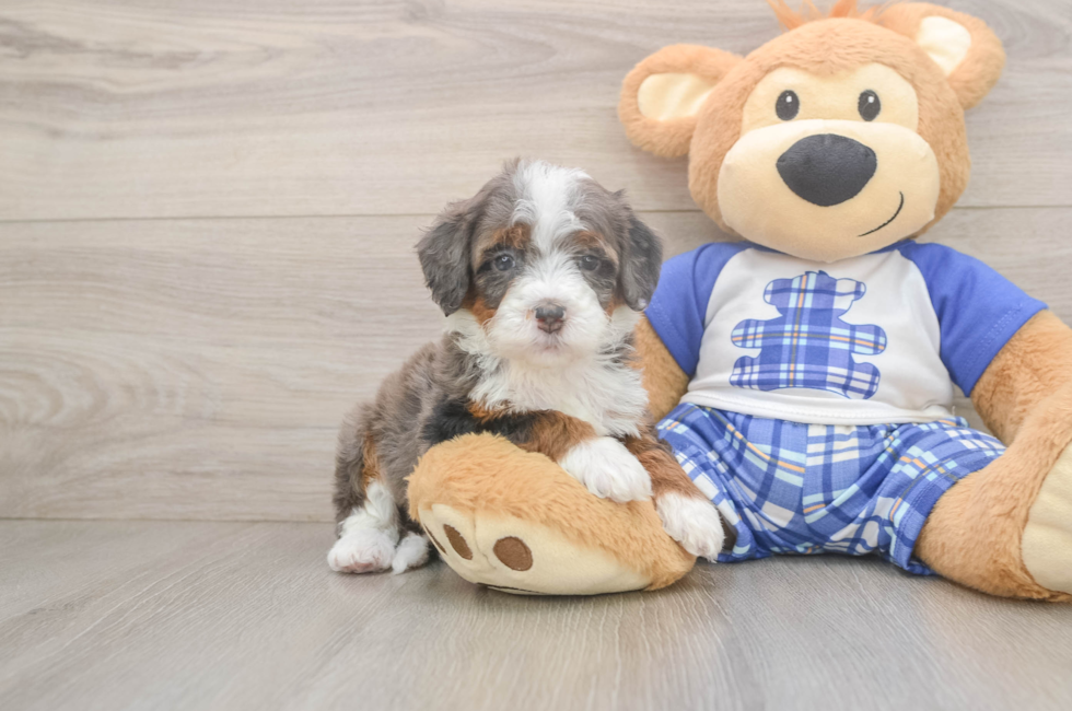 5 week old Mini Bernedoodle Puppy For Sale - Simply Southern Pups
