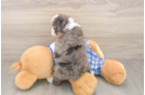 Mini Bernedoodle Pup Being Cute