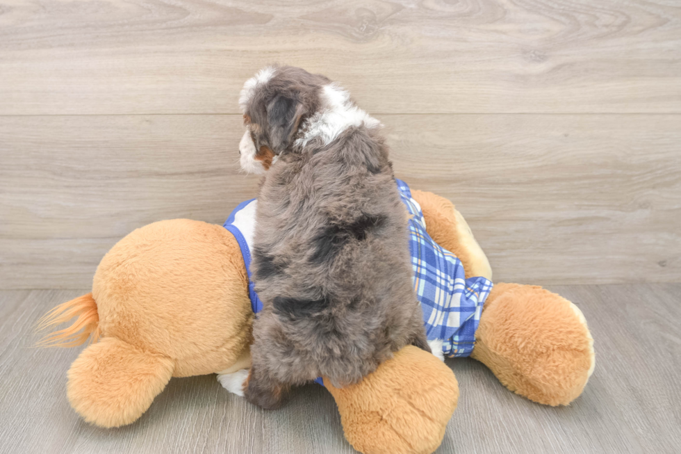 Mini Bernedoodle Pup Being Cute
